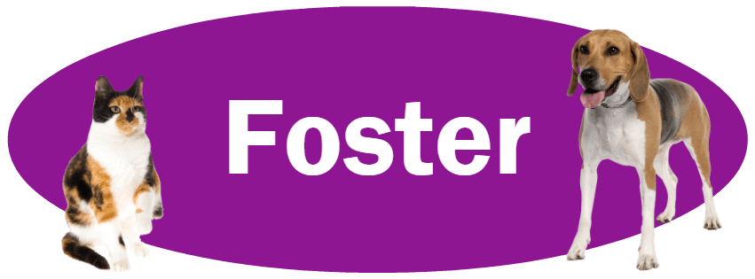 CLICK HERE to learn about becoming a foster.