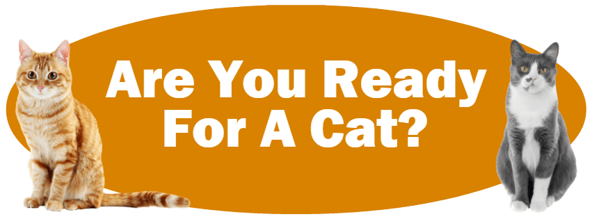 CLICK HERE For Information About Deciding If You Are Ready For A Cat 