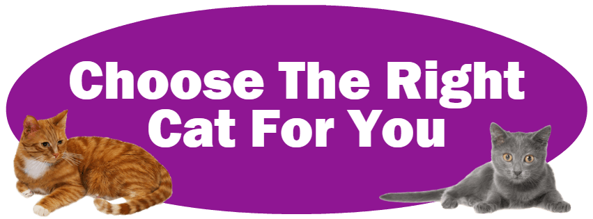 CLICK HERE For Information About Choosing The Right Cat For YOu