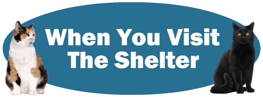 CLICK HERE For Information About When You Visit The Shelter