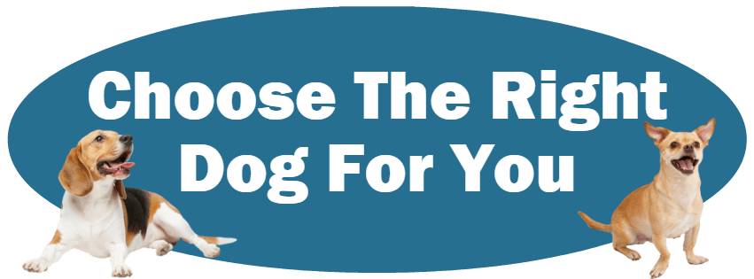 CLICK HERE For Information About Choosing The Right Dog For You