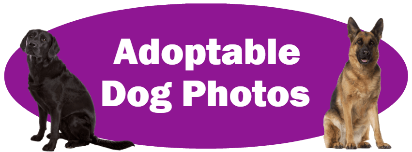 CLICK HERE For Photos And Information About Adoptable Dogs
