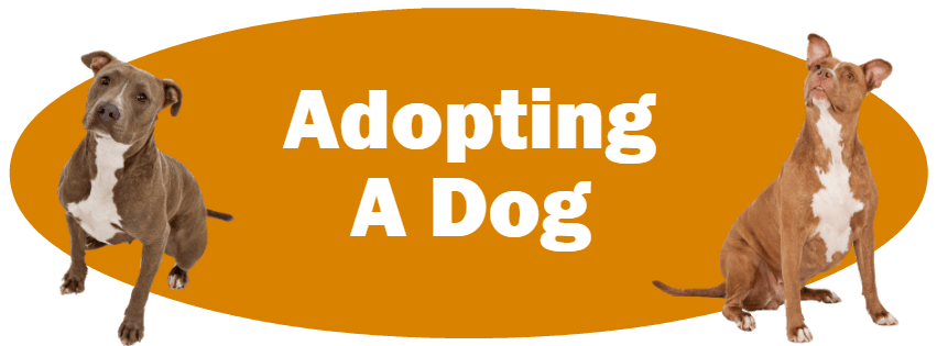CLICK HERE for more information about adopting a dog!