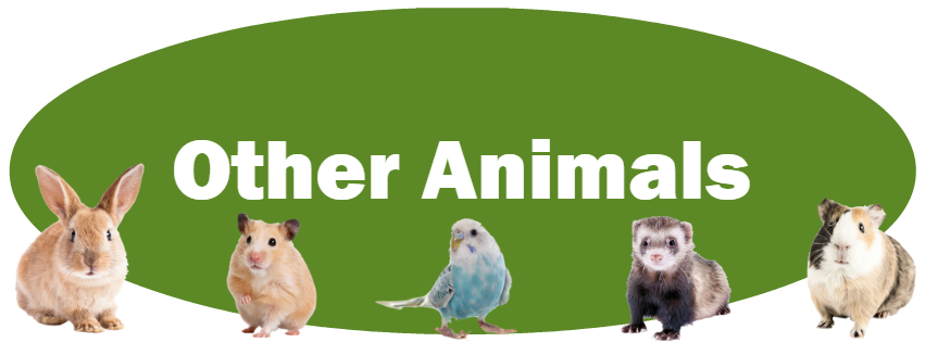 CLICK HERE for more information about adopting other small animals!