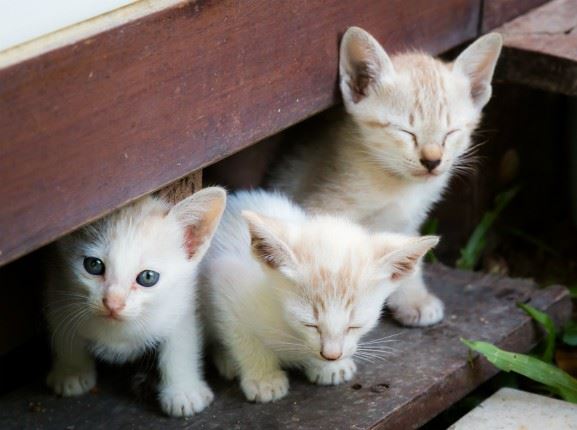 Three kittens under a porch.