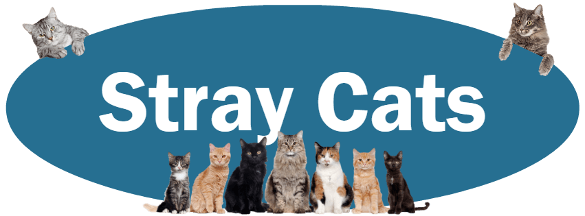 CLICK HERE for what to do and NOT do if you find a stray cat.