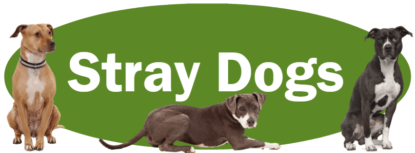 CLICK HERE for what to do and NOT do if you find a stray dog.