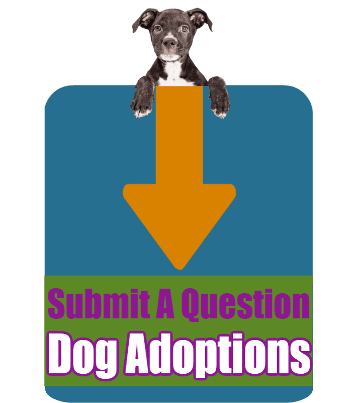 CLICK HERE to submit your online question about Dog Adoptions