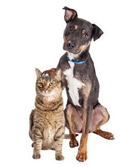 Dog and cat