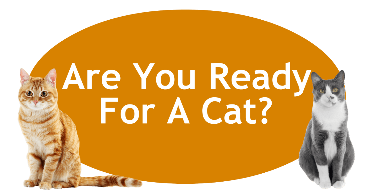 Are You Ready For A Cat Page Banner