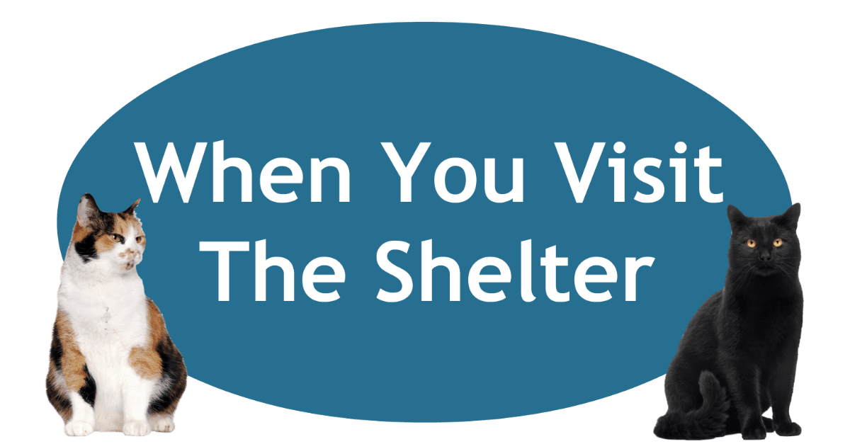 When You Visit The Shelter Page Banner