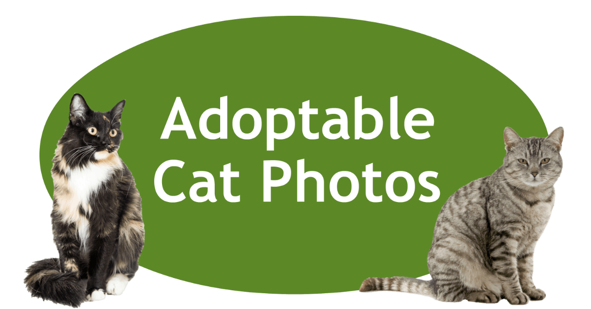 Adoptable Cat Photos Page Banner