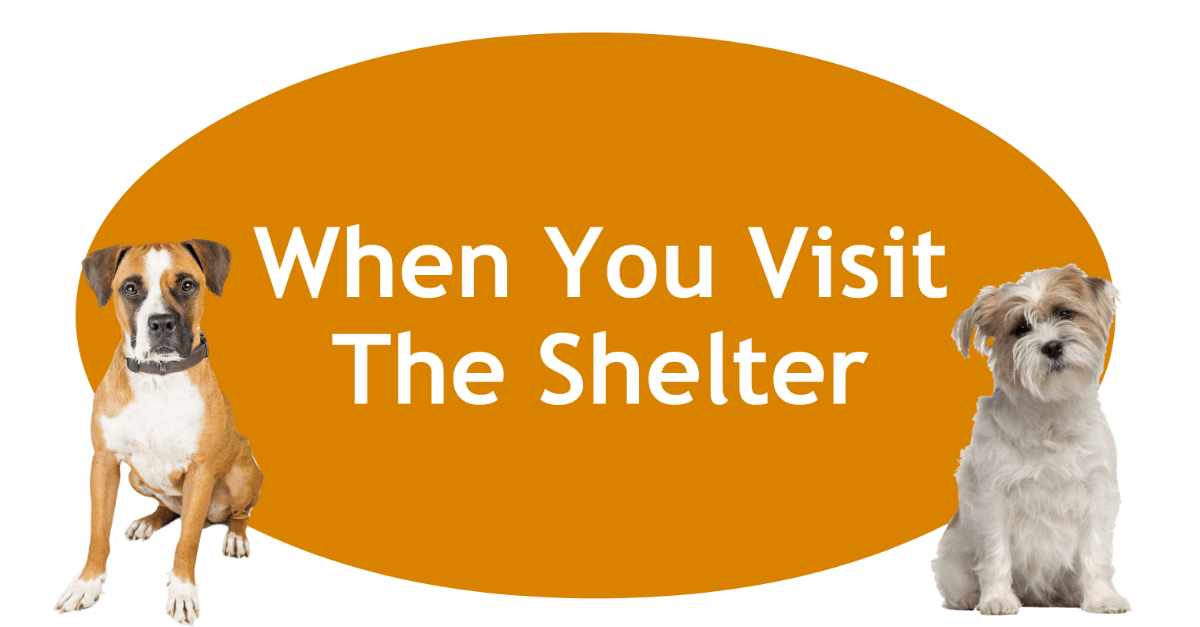 When You Visit The Shelter Page Banner