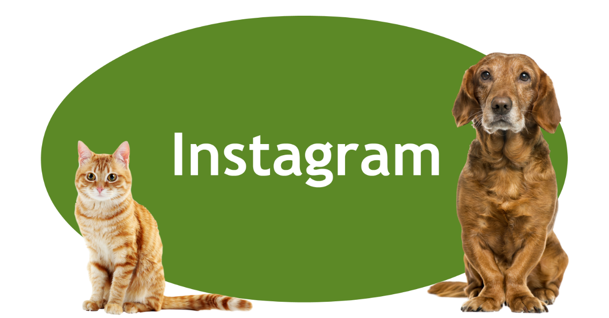 Instagram Page Banner