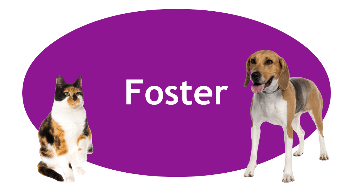 Foster Page Banner