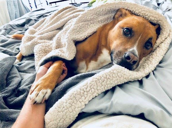 Happy Foster Dog in a home wrapped in a blanket