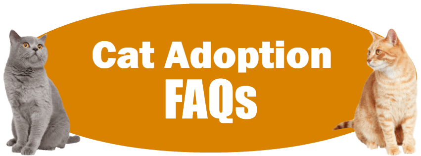 Cat Adoption FAQs Icon