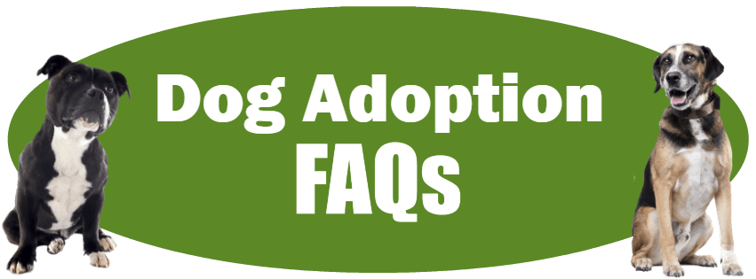 Dog Adoption FAQs